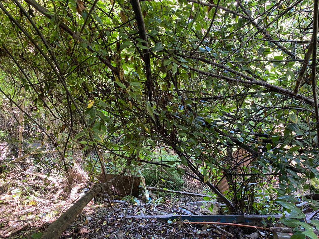SE VENDE CASA CON AMPLIO TERRENO SAN ANTONIO - Imagen 13