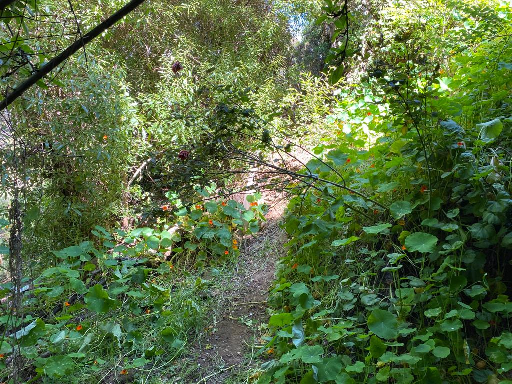 SE VENDE CASA CON AMPLIO TERRENO SAN ANTONIO - Imagen 14