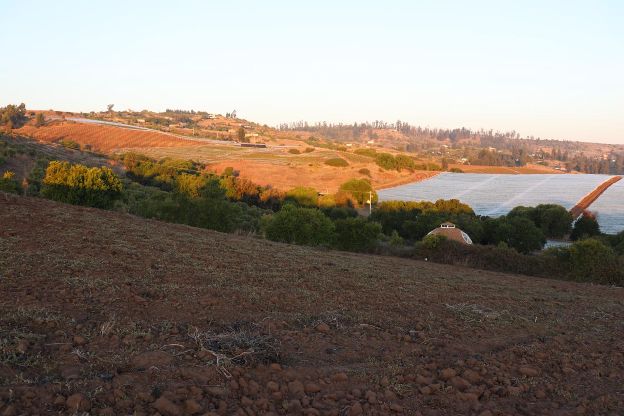 SE VENDE PARCELA AGRICOLA EN EL CONVENTO, SANTO DOMINGO - Imagen 11