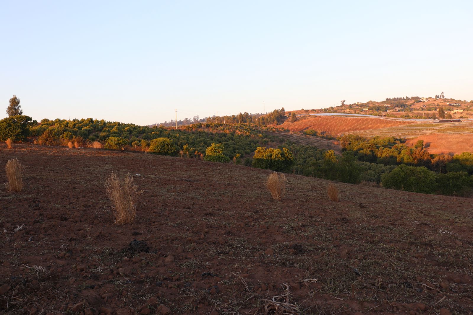 SE VENDE PARCELA AGRICOLA EN EL CONVENTO, SANTO DOMINGO - Imagen 12