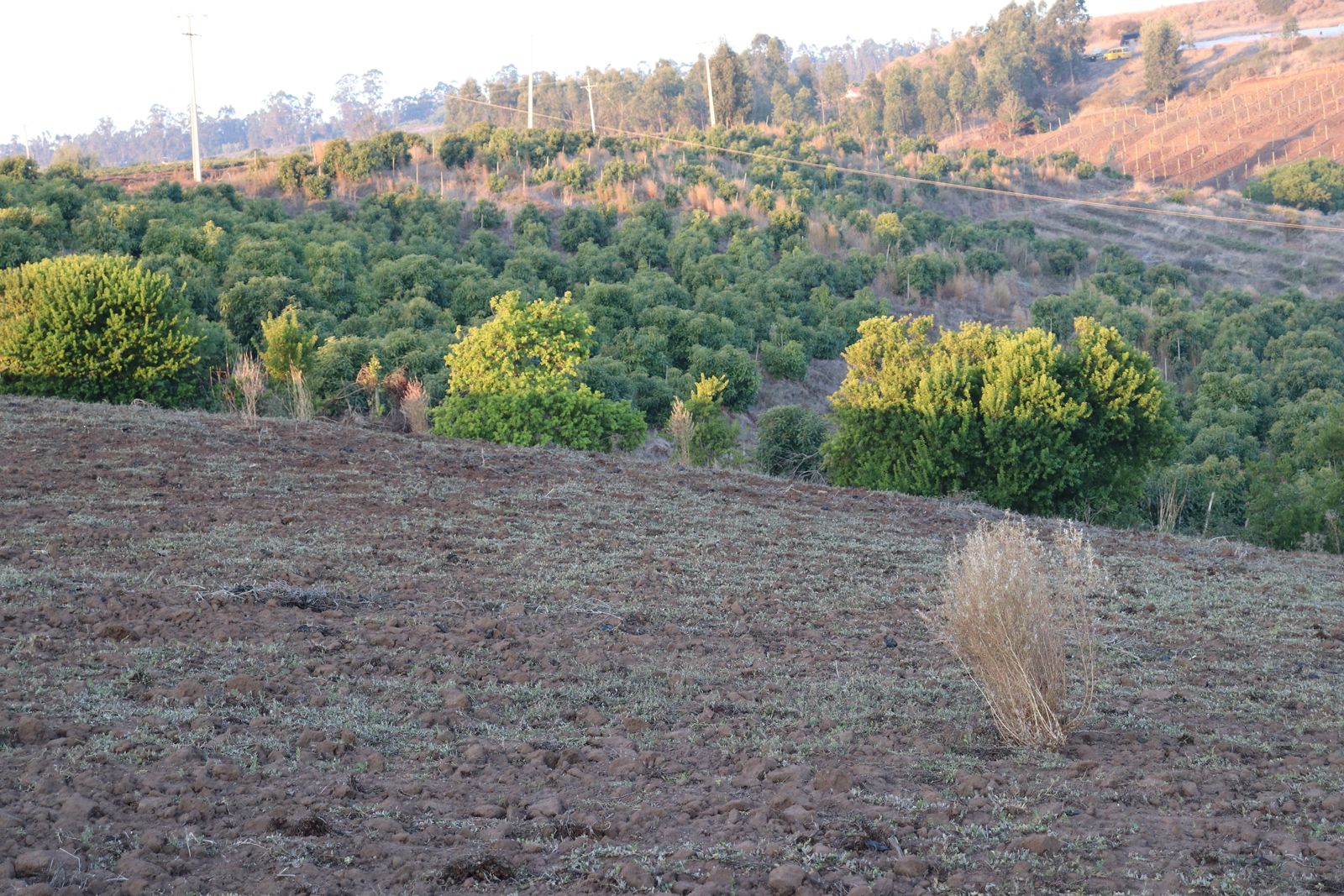 SE VENDE PARCELA AGRICOLA EN EL CONVENTO, SANTO DOMINGO - Imagen 13