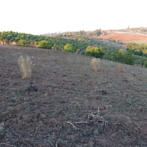 SE VENDE PARCELA AGRICOLA EN EL CONVENTO, SANTO DOMINGO