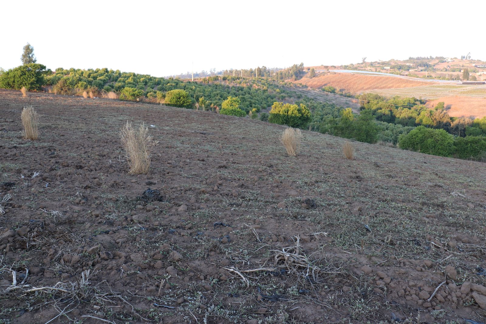 SE VENDE PARCELA AGRICOLA EN EL CONVENTO, SANTO DOMINGO