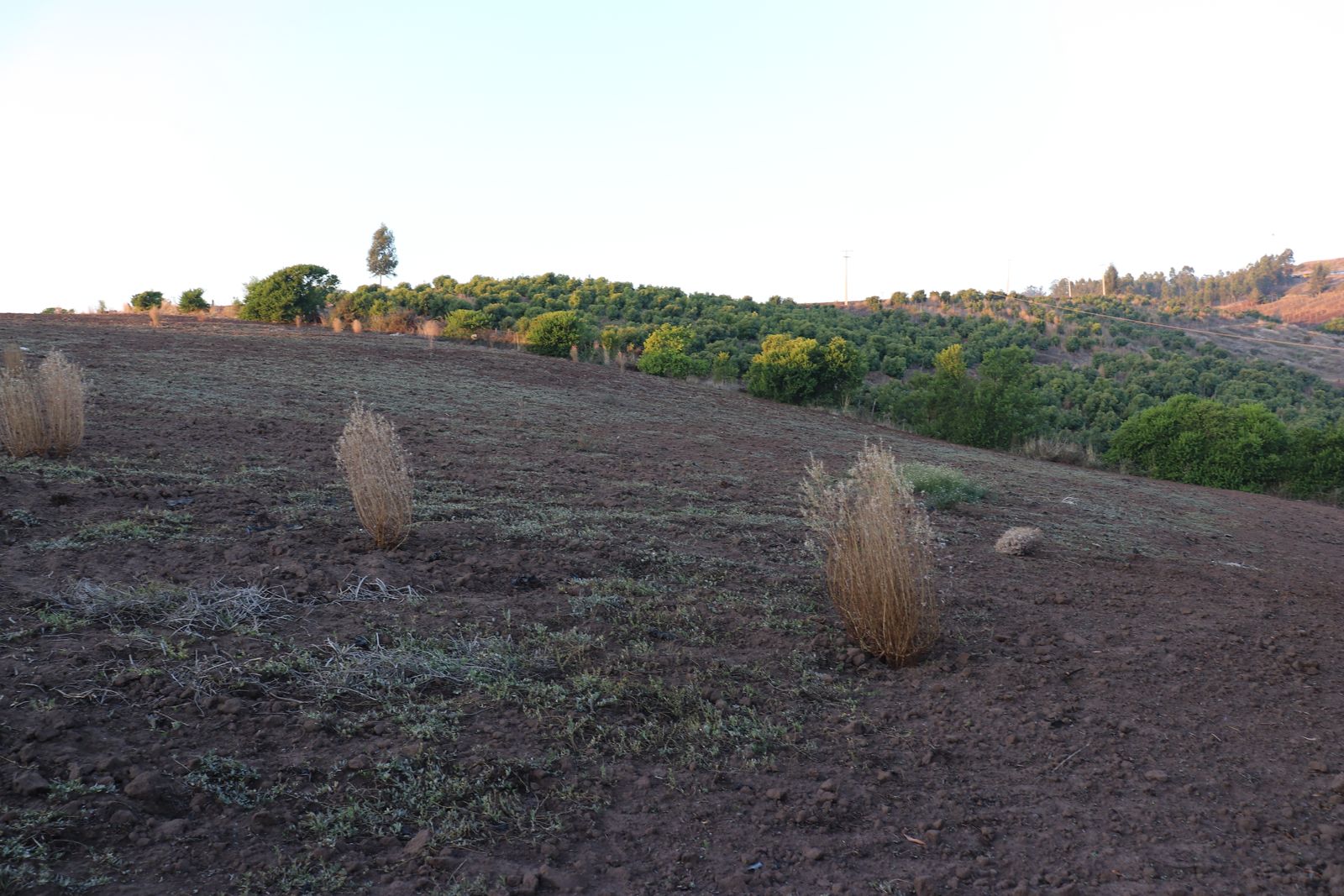 SE VENDE PARCELA AGRICOLA EN EL CONVENTO, SANTO DOMINGO - Imagen 14