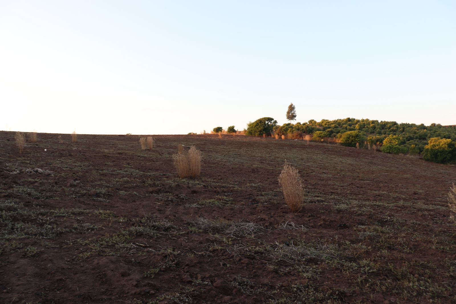 SE VENDE PARCELA AGRICOLA EN EL CONVENTO, SANTO DOMINGO - Imagen 15