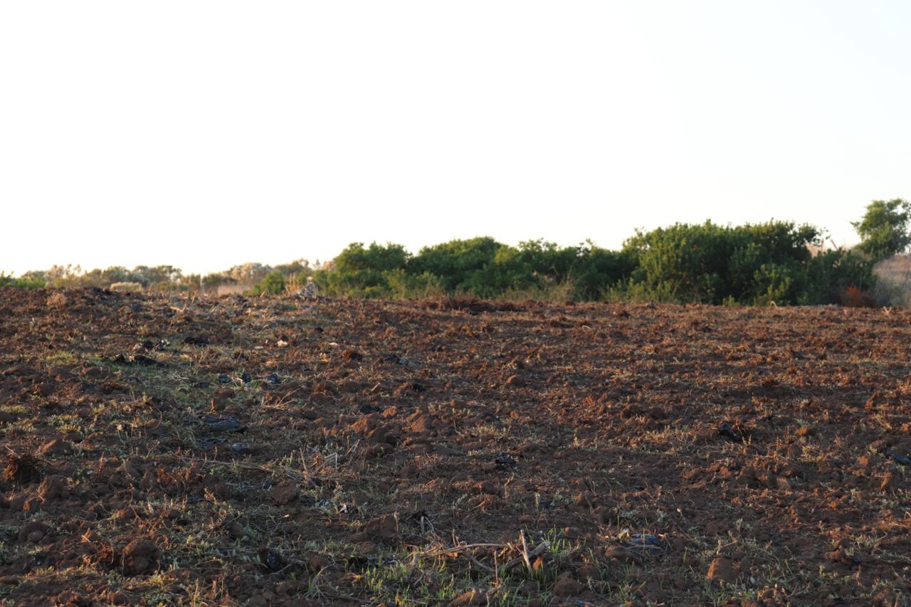 SE VENDE PARCELA AGRICOLA EN EL CONVENTO, SANTO DOMINGO - Imagen 4