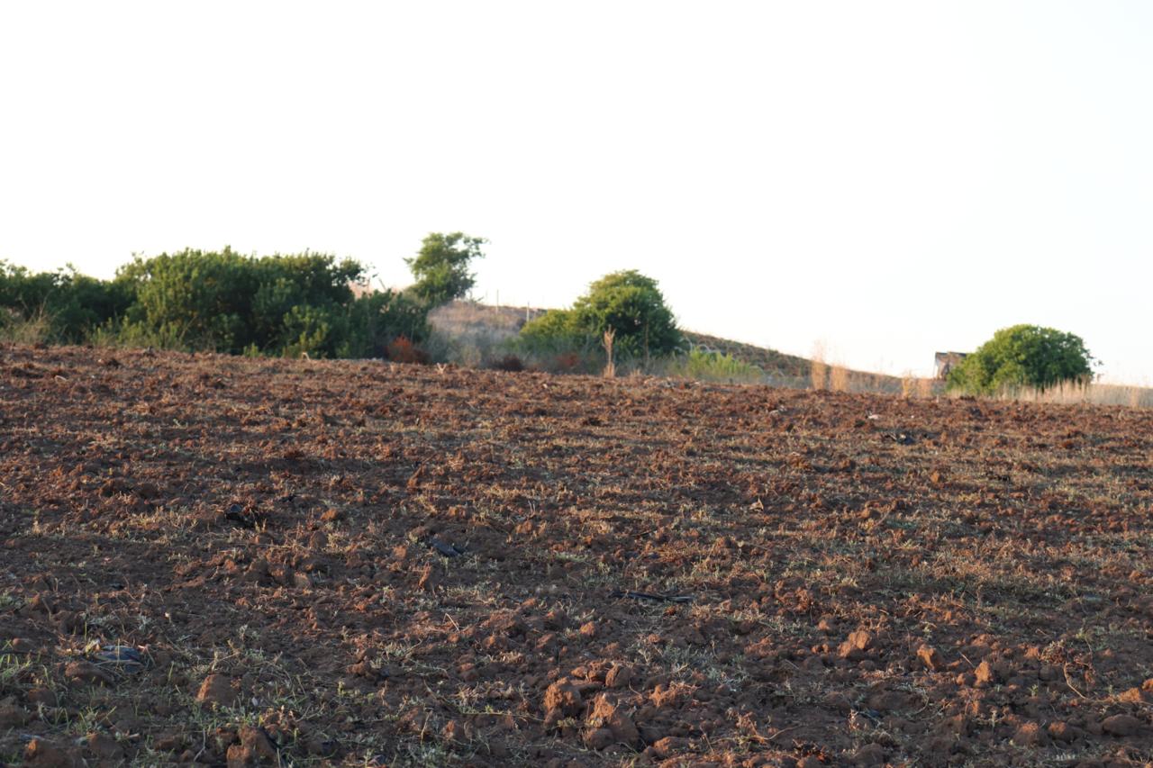 SE VENDE PARCELA AGRICOLA EN EL CONVENTO, SANTO DOMINGO - Imagen 5