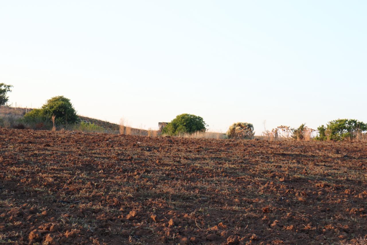 SE VENDE PARCELA AGRICOLA EN EL CONVENTO, SANTO DOMINGO - Imagen 6