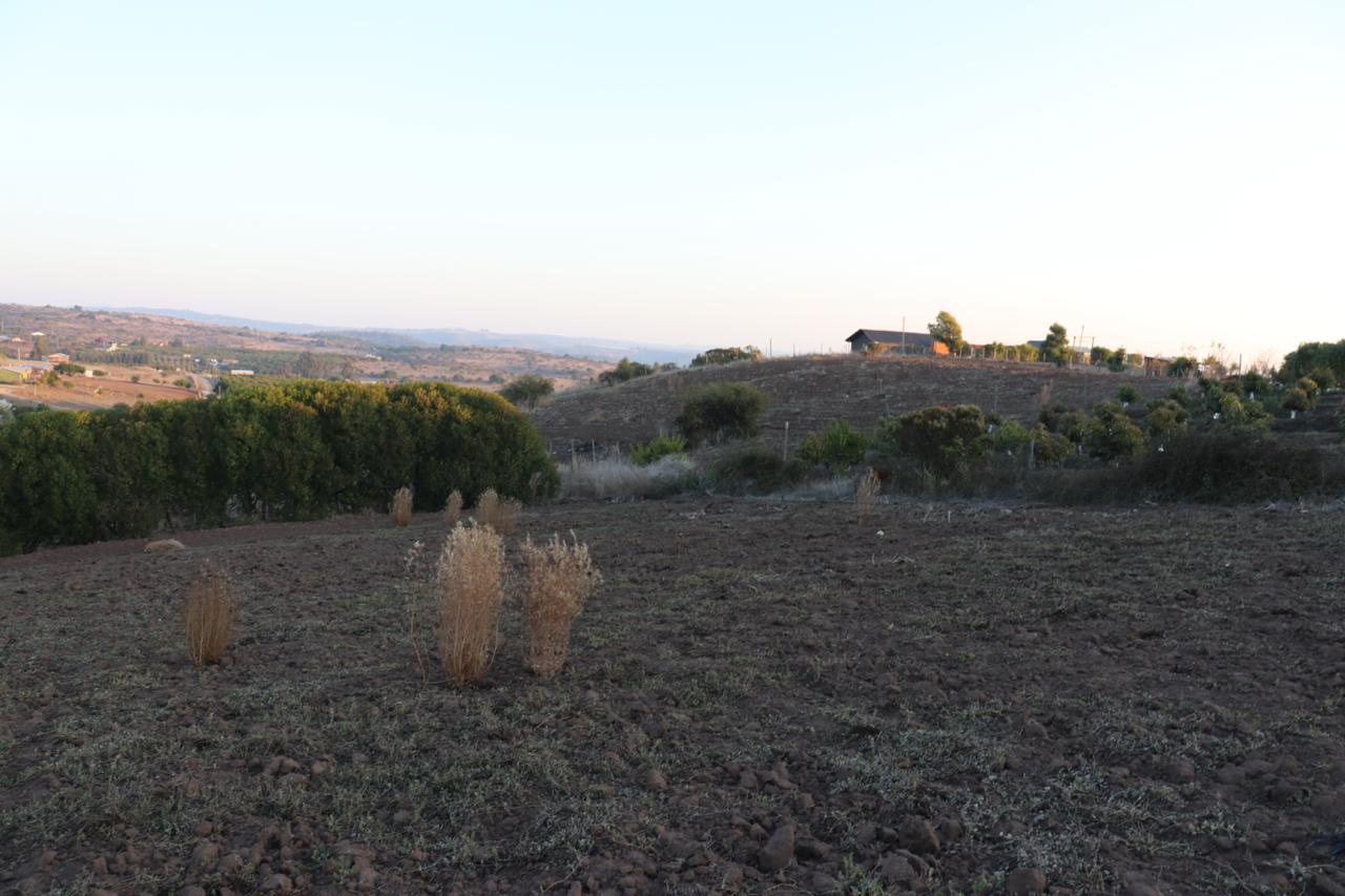 SE VENDE PARCELA AGRICOLA EN EL CONVENTO, SANTO DOMINGO - Imagen 7