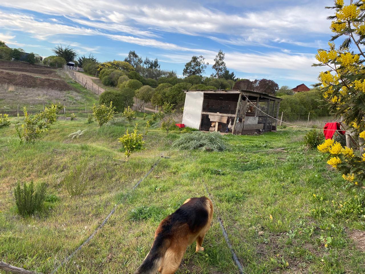 SE VENDE PARCELA CON 2 CASAS HABITACIONAL - Imagen 17