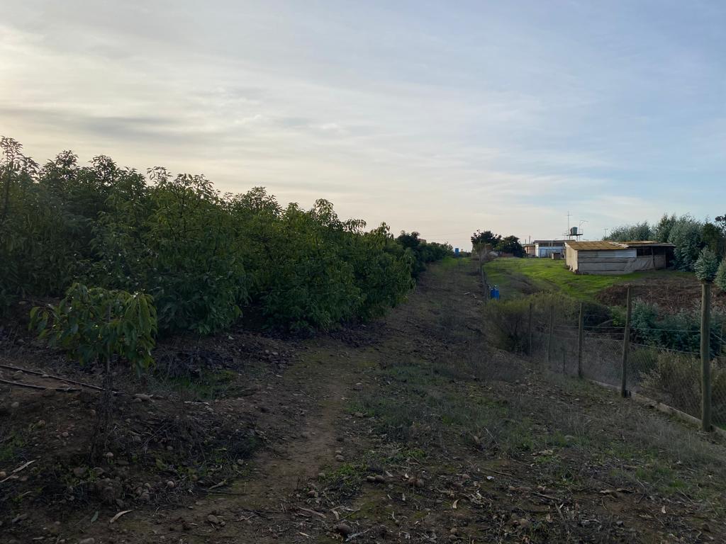 SE VENDE PARCELA EN CAMPO ALEGRE DE 2 Ha. EN SANTO DOMINGO - Imagen 2
