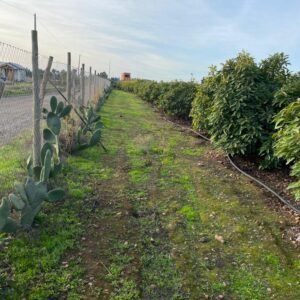 SE VENDE PARCELA EN CAMPO ALEGRE DE 2 Ha. EN SANTO DOMINGO