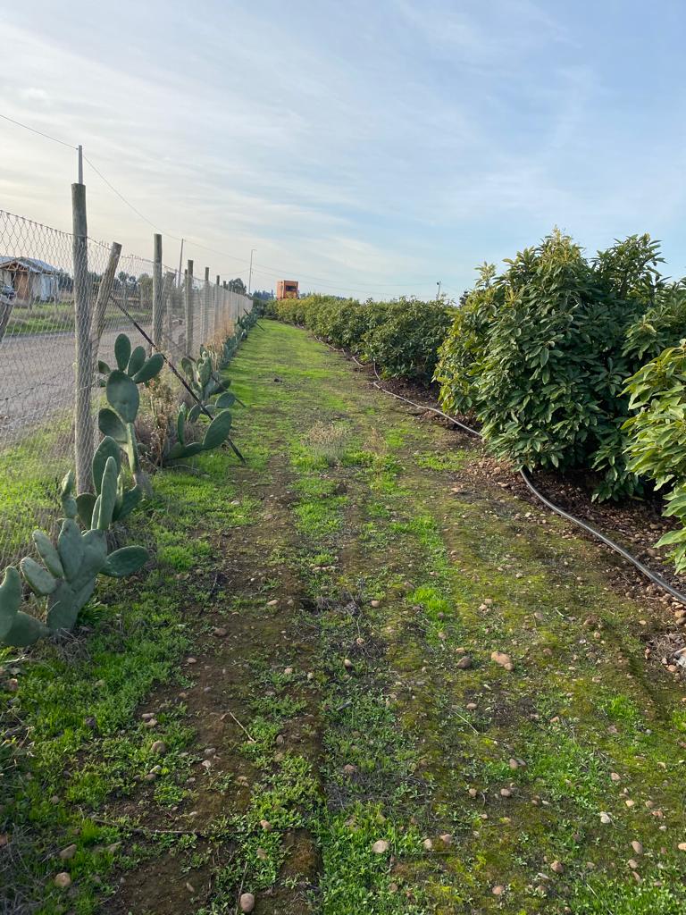 SE VENDE PARCELA EN CAMPO ALEGRE DE 2 Ha. EN SANTO DOMINGO