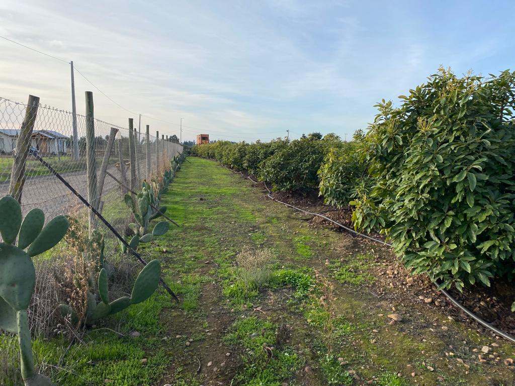 SE VENDE PARCELA EN CAMPO ALEGRE DE 2 Ha. EN SANTO DOMINGO - Imagen 12