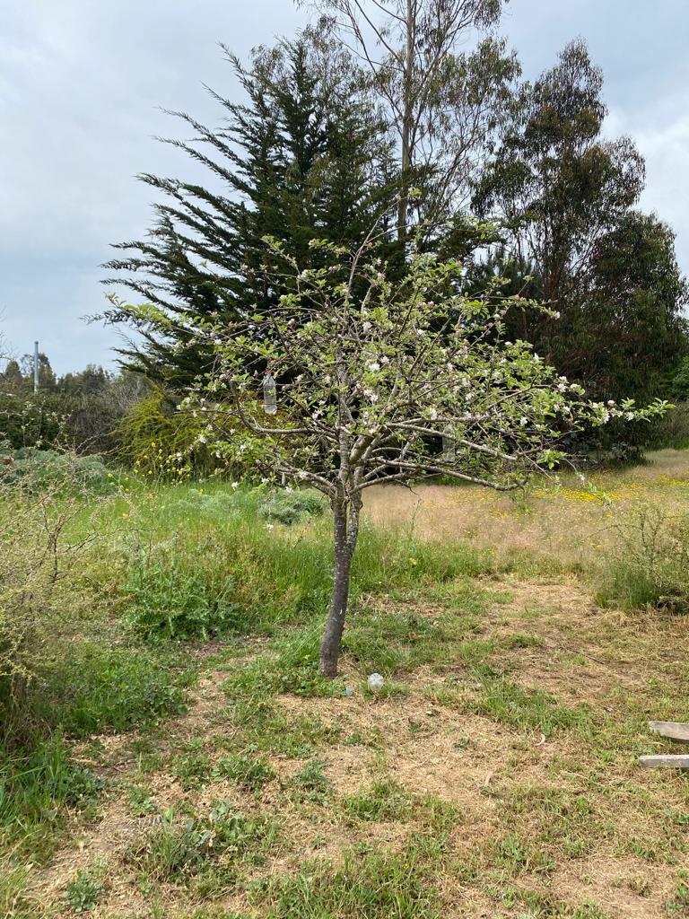 SE VENDE PARCELA CON CASA EN CAMPO ALEGRE, SANTO DOMINGO - Imagen 19