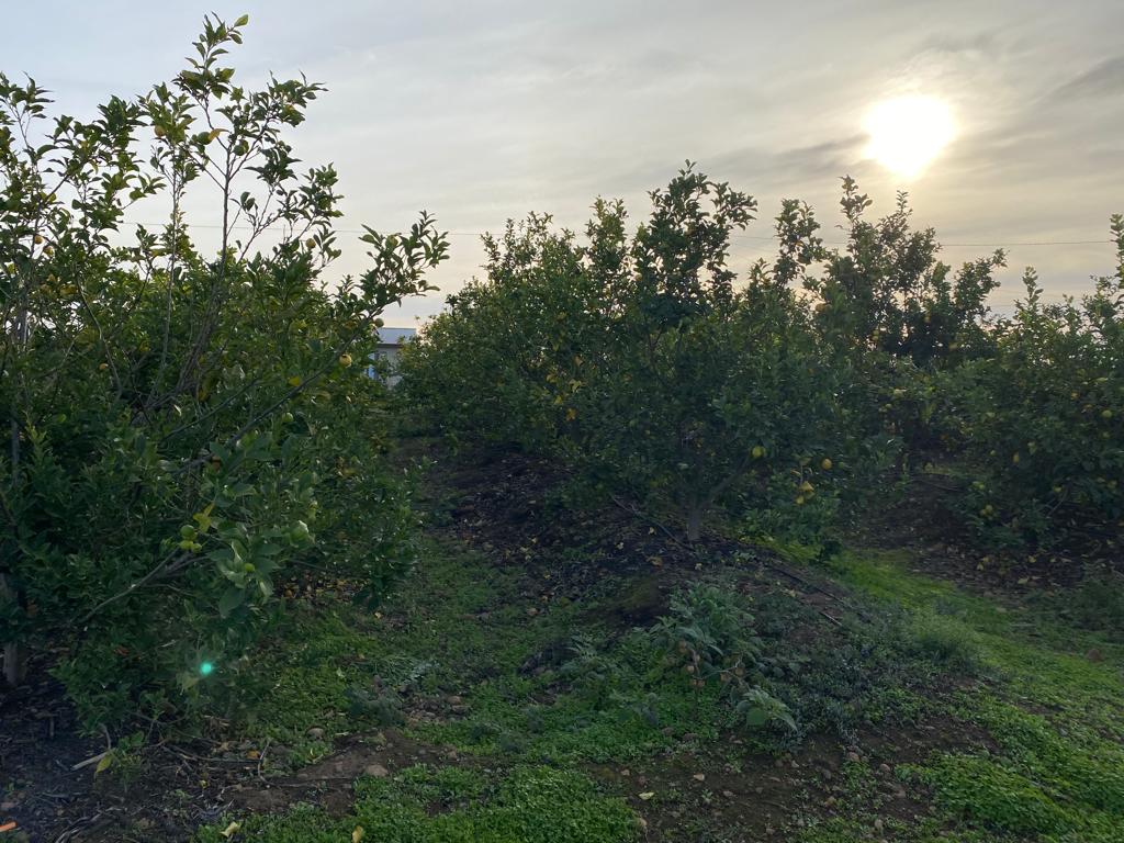 SE VENDE PARCELA EN CAMPO ALEGRE DE 2 Ha. EN SANTO DOMINGO - Imagen 3