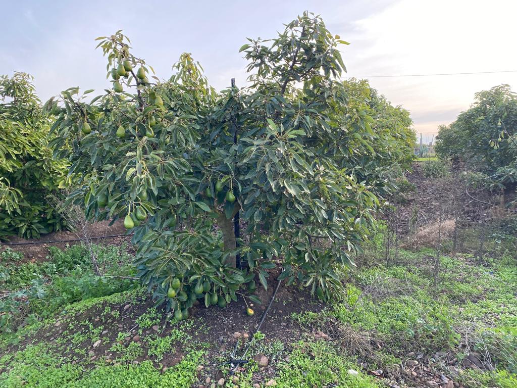 SE VENDE PARCELA EN CAMPO ALEGRE DE 2 Ha. EN SANTO DOMINGO - Imagen 4