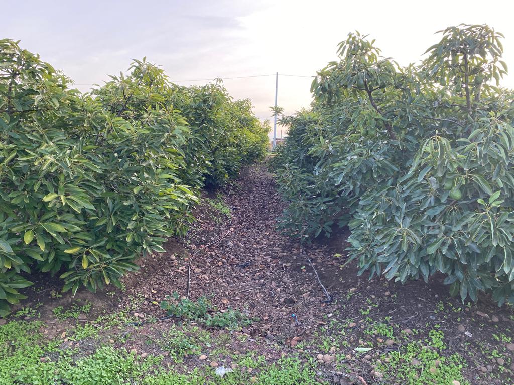 SE VENDE PARCELA EN CAMPO ALEGRE DE 2 Ha. EN SANTO DOMINGO - Imagen 5